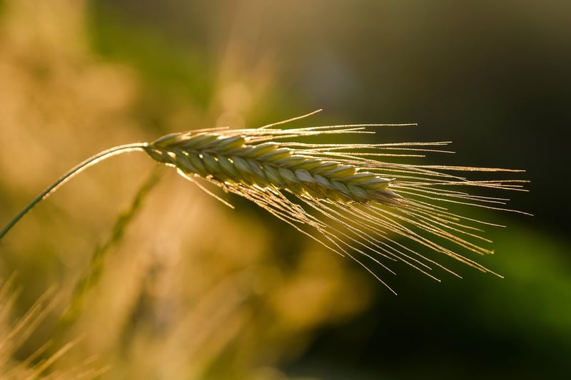 Magic cultivation advice
