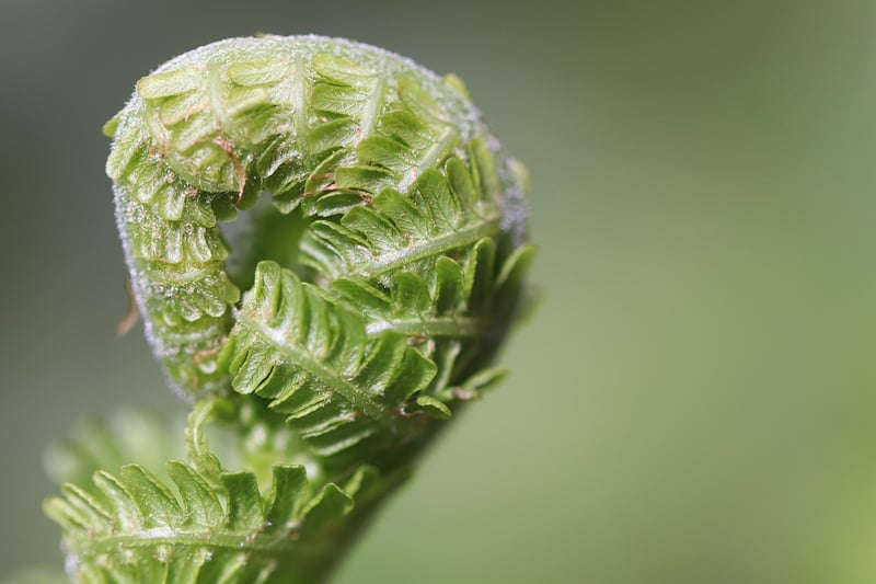 Mythical garden tips