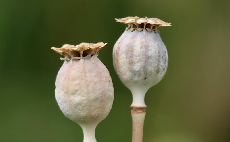 Otherworldly seeds