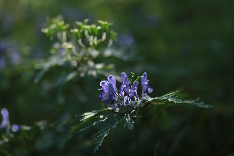 Wolfsbane